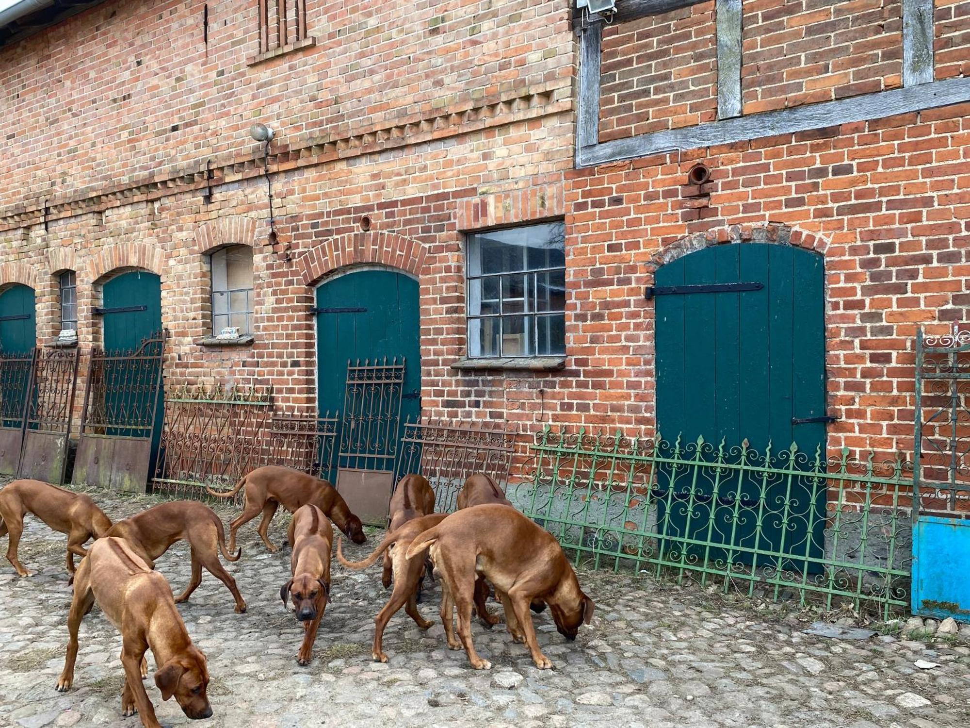 Bauernhof-Streichel-Zoo-Kombi-Familien-Suite-Im-Wald-Am-See Gulow Екстериор снимка