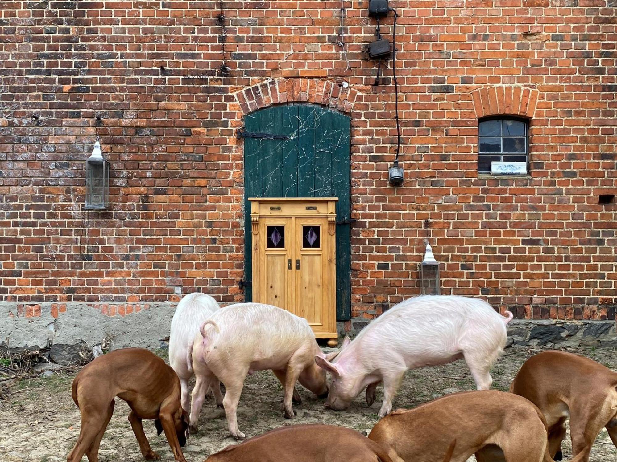Bauernhof-Streichel-Zoo-Kombi-Familien-Suite-Im-Wald-Am-See Gulow Екстериор снимка